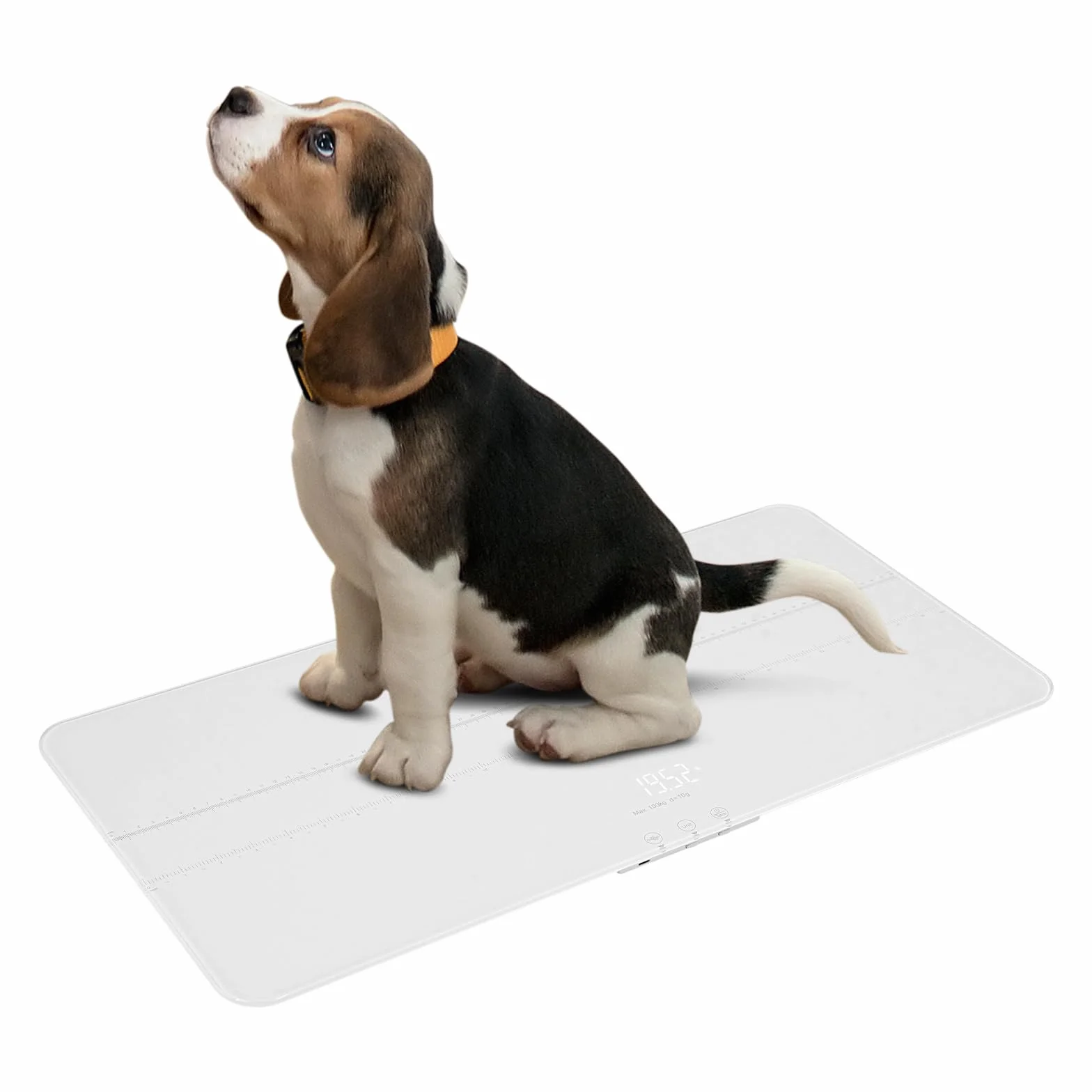 Balance numérique pour animaux de compagnie 100 kg précision 0,022 lbs angle réglable 180° rechargeable blanc