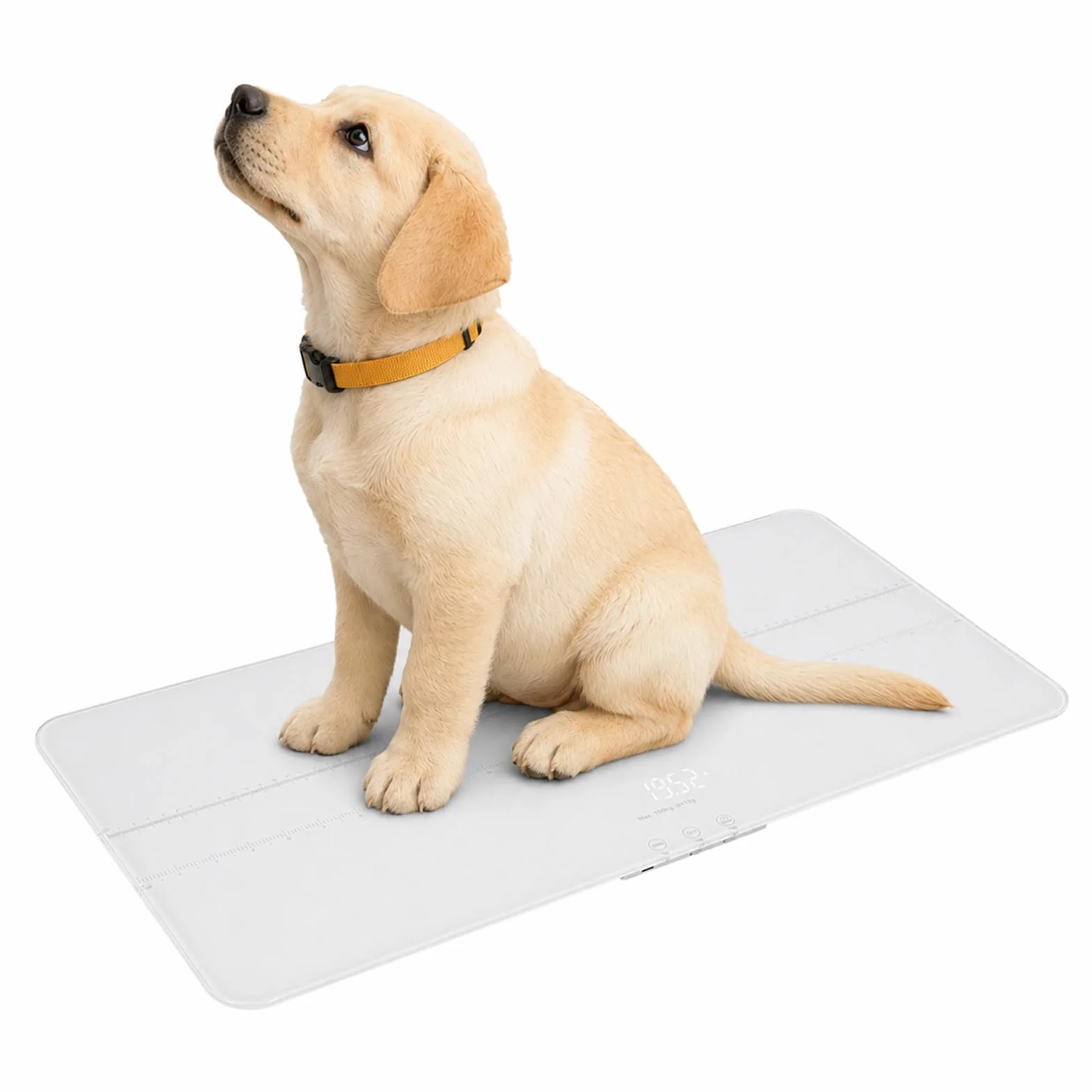 Balance numérique pour chiens 100kg précision 10g affichage LCD 3 modes kg lb oz chargement USB fonction Tara