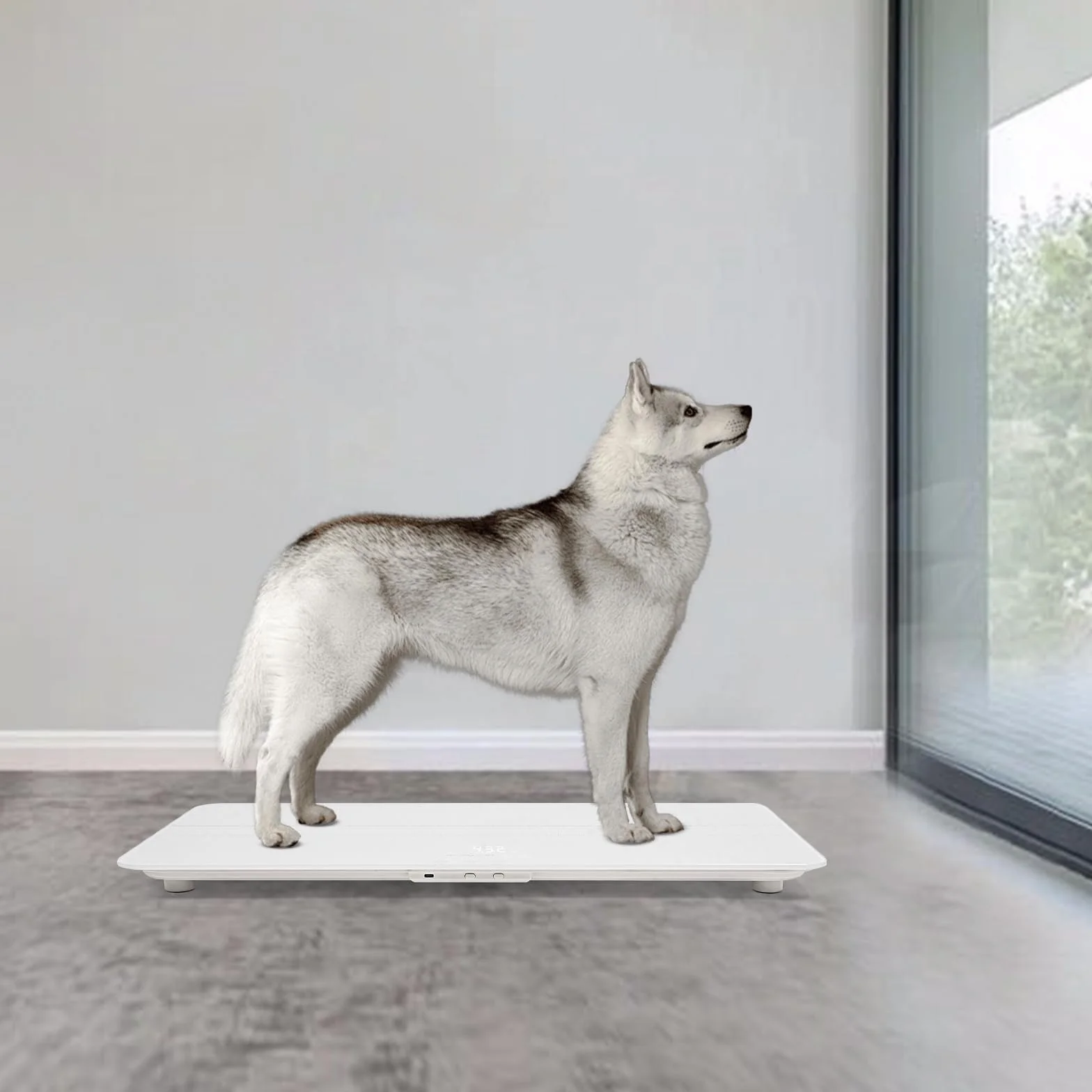 Balance numérique pour animaux de compagnie 100 kg précision 0,022 lbs angle réglable 180° rechargeable blanc